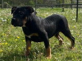 6 chiots Américain Bully non LOF nés en janvier 2026 à vendre