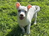 Marie, chiot femelle à adopter en association
