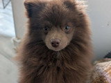 Chiot mâle Spitz Allemand chocolat 9 mois non LOF à vendre