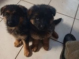 8 chiots femelles Berger Allemand LOF de mars 2026 à réserver