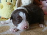 Chiots Berger Australien à vendre