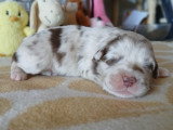 Chiots Berger Australien à vendre