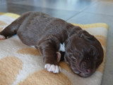Chiots Berger Australien à vendre