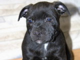 Bram