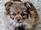 Chiot femelle Pomchi chocolat et feu non LOF disponible