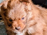 Chiot femelle Pomchi chocolat et feu non LOF disponible