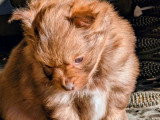 Chiot femelle Pomchi chocolat et feu non LOF disponible