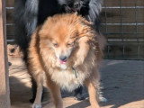 Chiot femelle Pomchi chocolat et feu non LOF disponible