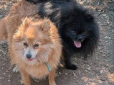 Chiot femelle Pomchi chocolat et feu non LOF disponible
