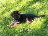 9 chiots Berger Allemand de fdévrier 2026 poils mi-longs à réserver non LOF