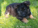 9 chiots Berger Allemand de fdévrier 2026 poils mi-longs à réserver non LOF