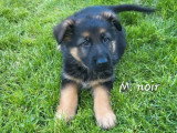 9 chiots Berger Allemand de fdévrier 2026 poils mi-longs à réserver non LOF