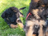 9 chiots Berger Allemand de fdévrier 2026 poils mi-longs à réserver non LOF
