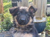 9 chiots Berger Allemand de fdévrier 2026 poils mi-longs à réserver non LOF