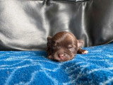 4 chiots Chihuahua poil long non LOF nés en avril 2026 à réserver