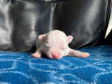 4 chiots Chihuahua poil long non LOF nés en avril 2026 à réserver