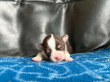 4 chiots Chihuahua poil long non LOF nés en avril 2026 à réserver