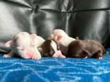 4 chiots Chihuahua poil long non LOF nés en avril 2026 à réserver