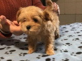 Chiot femelle Maltipoo non LOF née en février 2026 à réserver