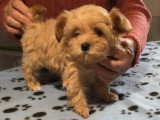 Chiot femelle Maltipoo non LOF née en février 2026 à réserver