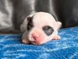 5 chiots Coton de Tuléar croisé Bichon Maltais non LOF d'avril 2026 à réserver