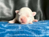 5 chiots Coton de Tuléar croisé Bichon Maltais non LOF d'avril 2026 à réserver