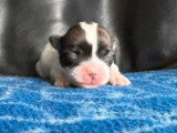 5 chiots Coton de Tuléar croisé Bichon Maltais non LOF d'avril 2026 à réserver