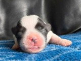 5 chiots Coton de Tuléar croisé Bichon Maltais non LOF d'avril 2026 à réserver