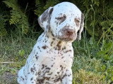 2 chiots femelles Dalmatien LOF à réserver, nées mars 2026