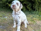 2 chiots femelles Dalmatien LOF à réserver, nées mars 2026