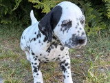 2 chiots femelles Dalmatien LOF à réserver, nées mars 2026