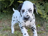 2 chiots femelles Dalmatien LOF à réserver, nées mars 2026
