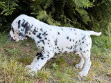2 chiots femelles Dalmatien LOF à réserver, nées mars 2026