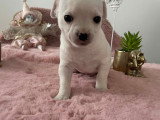 3 petits mâles Chihuahua à vendre