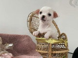 3 petits mâles Chihuahua à vendre