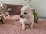 3 petits mâles Chihuahua à vendre