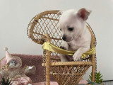 3 petits mâles Chihuahua à vendre