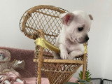 3 petits mâles Chihuahua à vendre