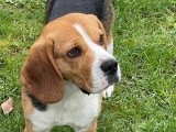 Mâle Beagle LOF disponible pour saillie
