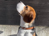 Mâle Beagle LOF disponible pour saillie