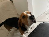 Mâle Beagle LOF disponible pour saillie