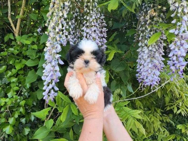 Chiot Shih Tzu mâle à réserver non LOF disponible pour mai 2026