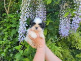 Chiot Shih Tzu mâle à réserver non LOF disponible pour mai 2026