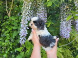 Chiot Shih Tzu mâle à réserver non LOF disponible pour mai 2026