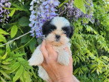 Chiot Shih Tzu mâle à réserver non LOF disponible pour mai 2026