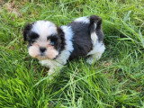 Chiot Shih Tzu mâle à réserver non LOF disponible pour mai 2026