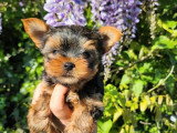 Chiot Yorkshire Terrier mâle non LOF disponible à la réservation