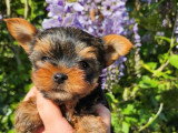 Chiot Yorkshire Terrier mâle non LOF disponible à la réservation