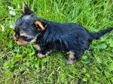 Chiot Yorkshire Terrier mâle non LOF disponible à la réservation
