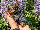 Chiot Yorkshire Terrier mâle non LOF disponible à la réservation